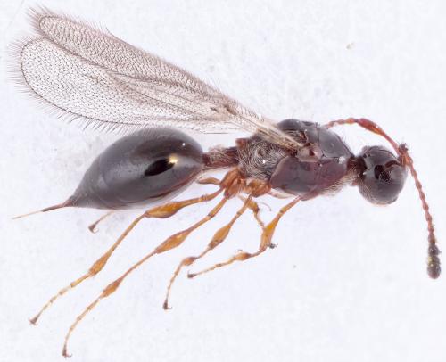 Trichopria drosophilae